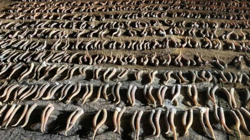  217 рогов сайги изъяли полицейские у жителя Уральска