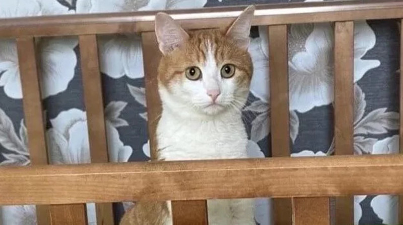 Депутат госдумы призвал наказать проводницу, выбросившую кота из поезда