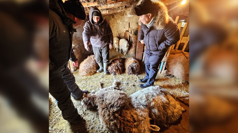 Неизвестный зверь убил 15 овец в селе Восточно-Казахстанской области