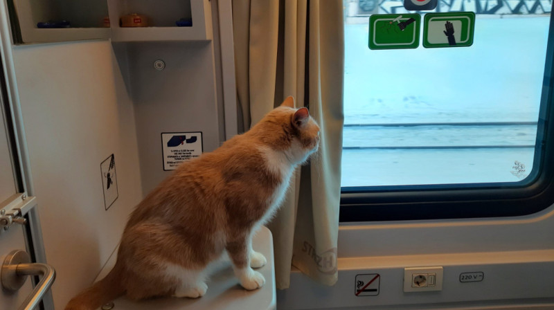 Российским проводникам запретили высаживать животных из поезда