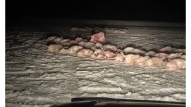 Арестовали четверых жителей села Кызыл-Жар, затеявших разборки с егерями «Охотзоопрома»