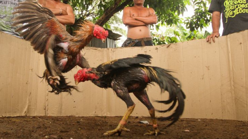 В Фергане задержали организаторов петушиных боев