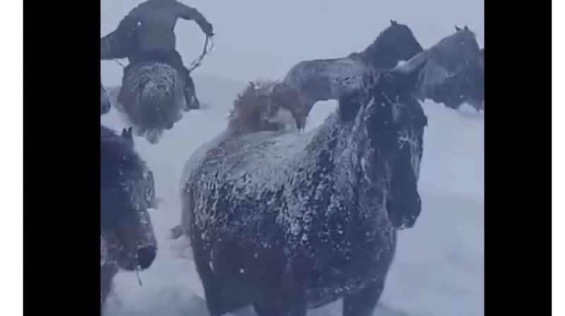 В ВКО продолжается режим ЧС: животным не хватает кормов