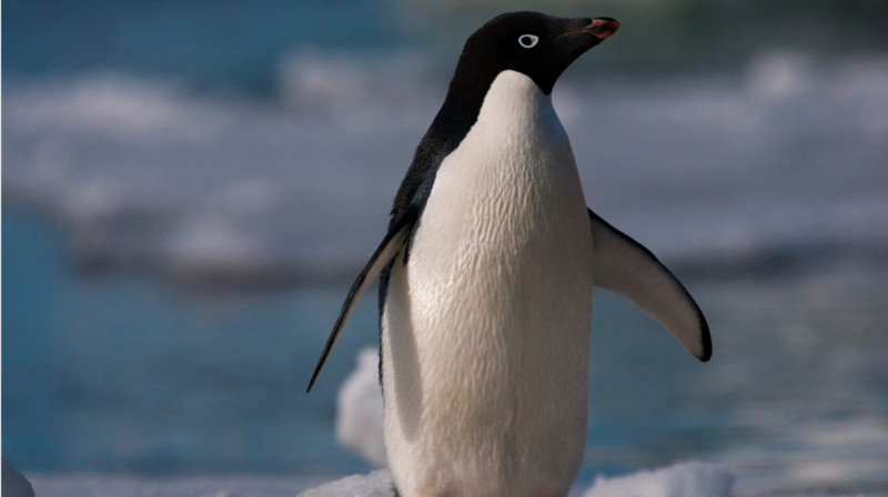 Выбежавший на взлетную полосу пингвин, стал причиной задержки рейса