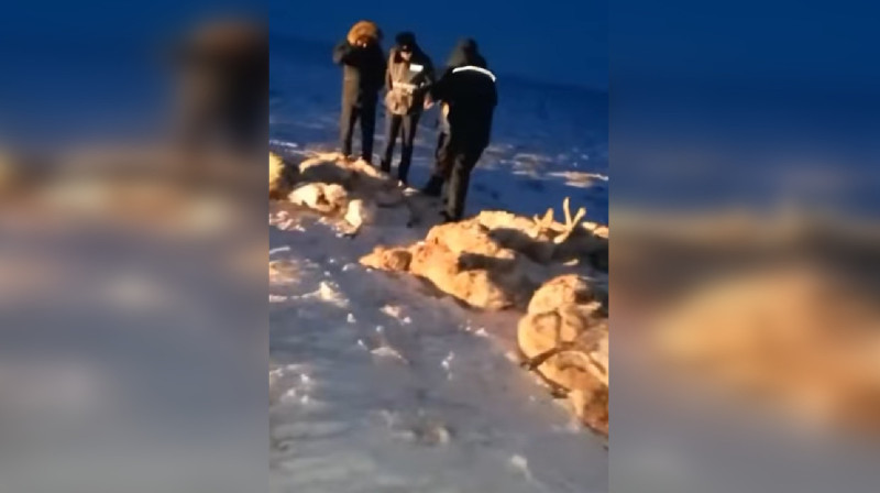 Десятки туш сайгаков обнаружили в степи Атырауской области. ВИДЕО