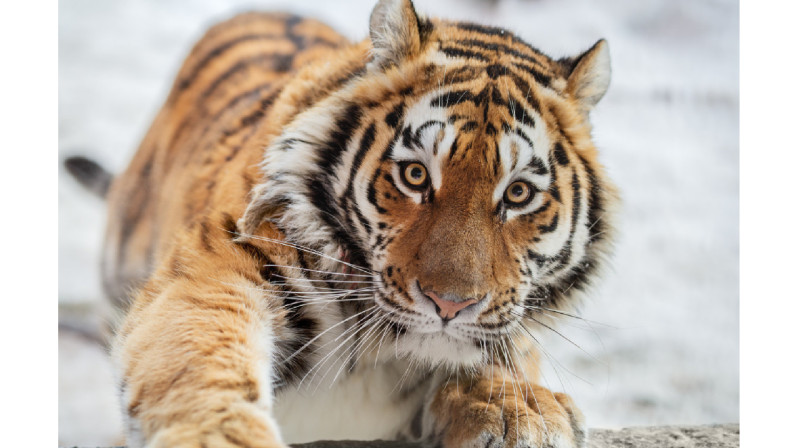 Застрелили и расчленили краснокнижного амурского тигра в Приморье