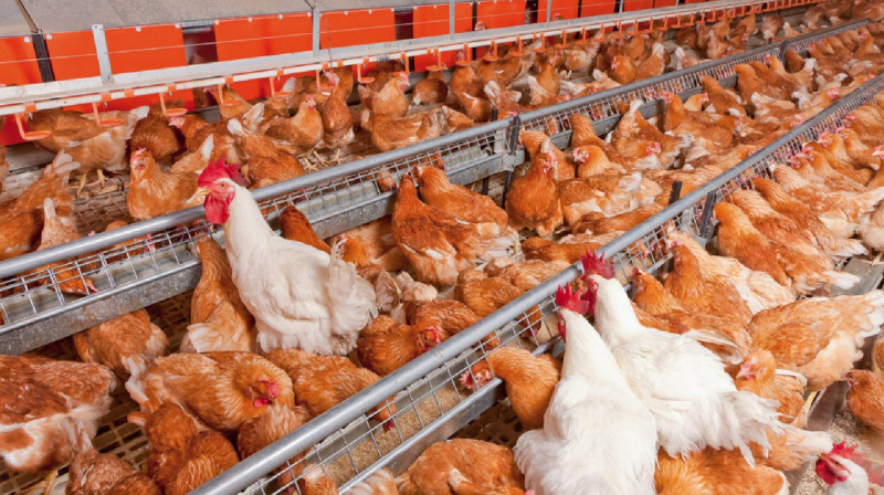 В ВКО могут возродить некогда одну из крупнейших в СССР птицефабрик