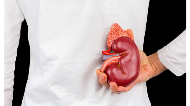 Игроман пытался продать почку за 18 тысяч долларов