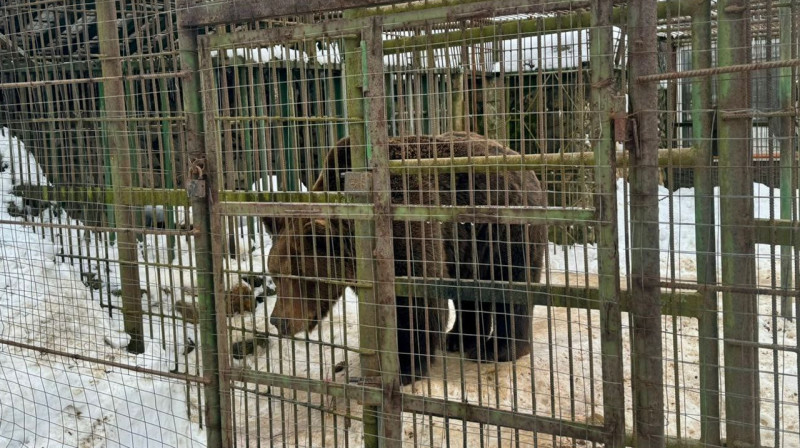Медведь насмерть задрал работника-нелегала в России
