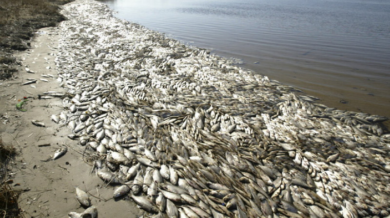 62 тонны рыбы изъяли у мужчины в Карелии