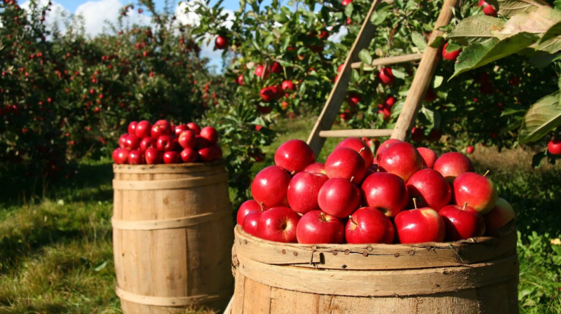 209 млн тенге получили руководители компании за несуществующие яблоневые сады