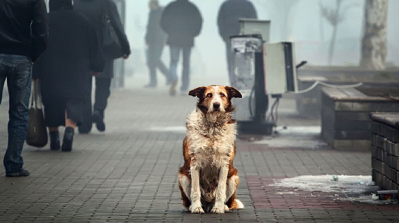 В Астраханской области будут штрафовать за кормление бездомных животных