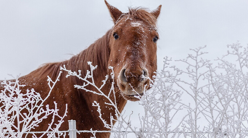 В Акмолинской области гибнут лошади от голода и холода