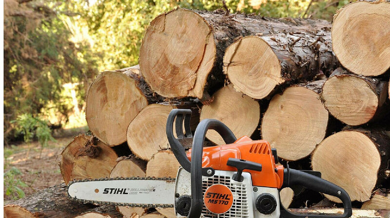 В СКО с нарушениями пилили лес