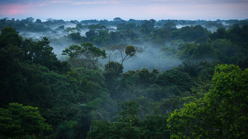Амазонка может достичь «точки невозврата» к 2050 году, предупреждают ученые
