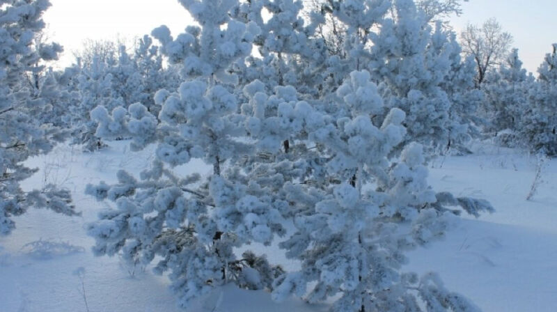 Морозы в ВКО до -40: какая будет погода 20 февраля в Казахстане