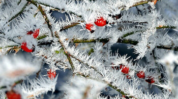 Сильные морозы, гололёд и снегопад ожидаются 21 февраля в Казахстане