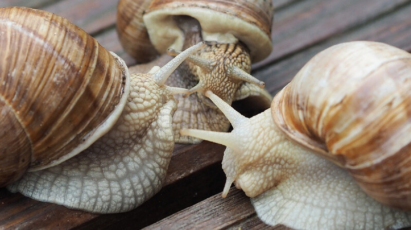 В Жамбылской области займутся разведением улиток в промышленных масштабах