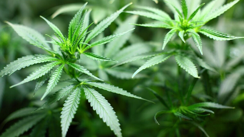 Индийскую марихуану на 10 млн тенге нашли у жителя Тараза