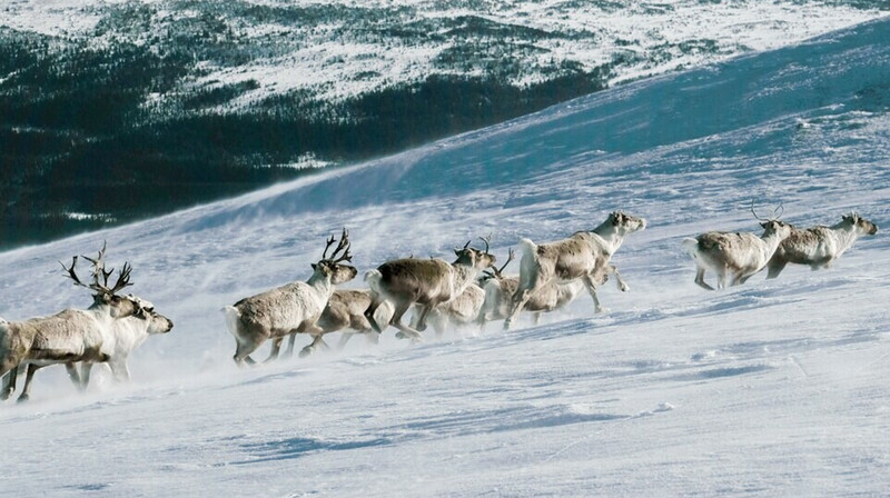 «Прекрасная Якутия будущего» — в Вильнюсе обсудили независимость российских регионов