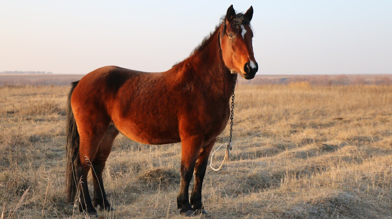 Казахстанский скакун Кабирхан поучаствует в турнире Dubai Racing Carnival