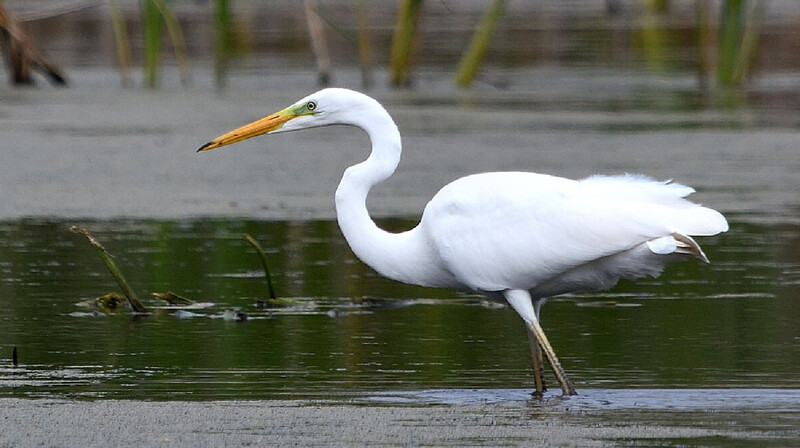 В алматинское озеро Сайран вернулась форель, а следом - водоплавающие птицы