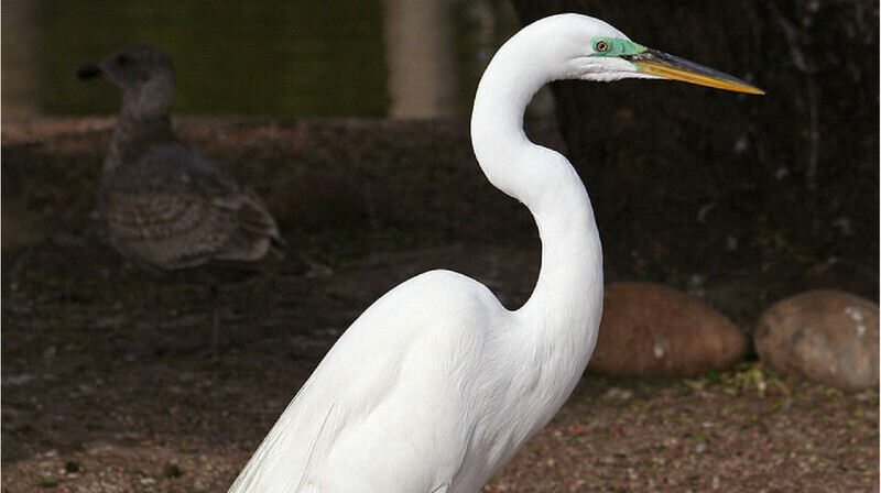 В Алматы застрелили краснокнижную цаплю