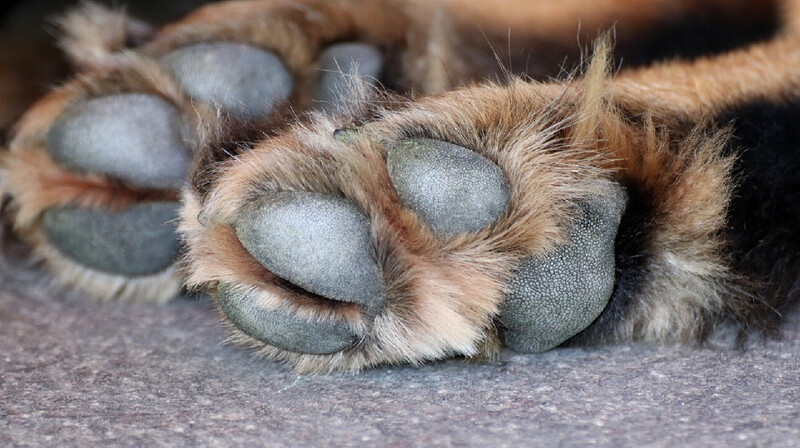 Собаку застрелили на глазах у ребенка в Темиртау. ВИДЕО