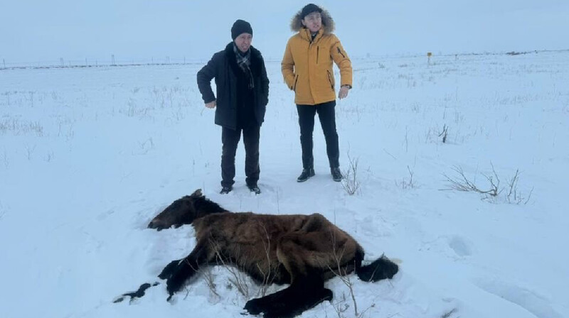 В минсельхозе прокомментировали падеж лошадей в области Улытау