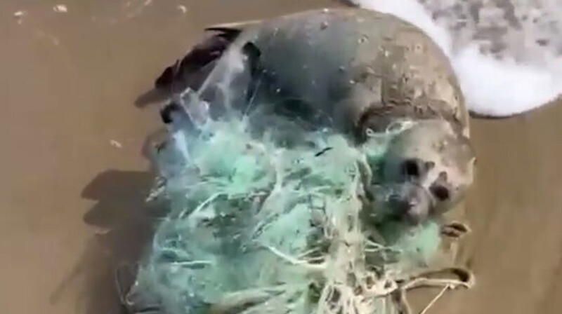 Застрявшего в сетях тюленя спасли в Дагестане