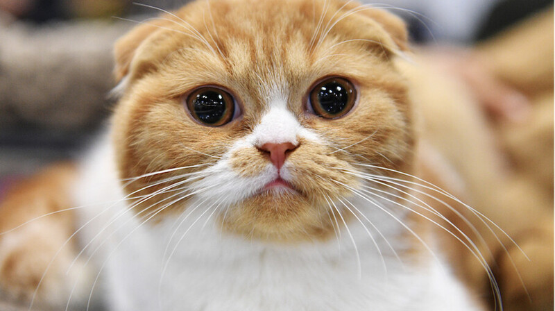 Женщина облила уксусом кошку в Павлодаре