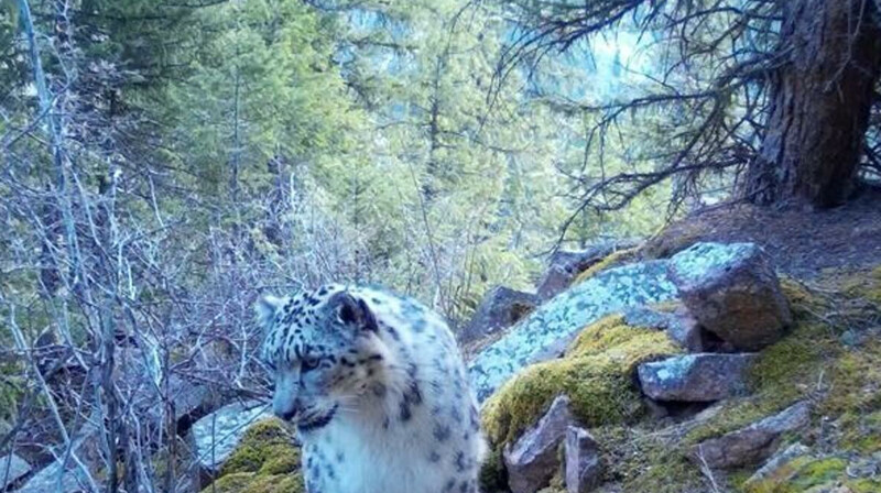 Снежные барсы попали в фотоловушку в Алматинской области