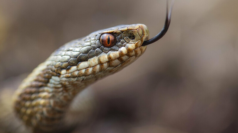 Ребенок съел опасную ядовитую змею в Индии