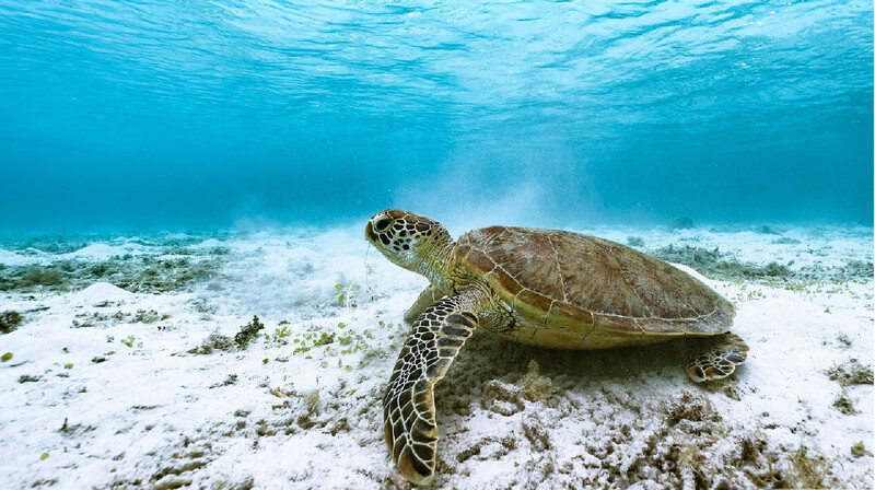 Взрослый и 8 детей умерли в Танзании после употребления черепашьего мяса