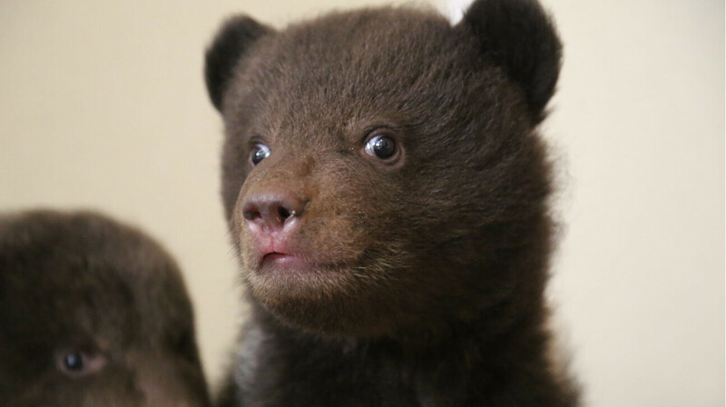 Новые обитатели появились в зоопарке Алматы