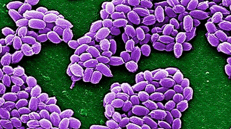 Угроза сибирской язвы в Таиланде: туристов предупредили о возможной опасности