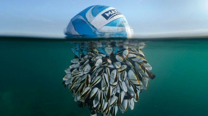 Объявлены победители конкурса фотографий дикой природы в Британии