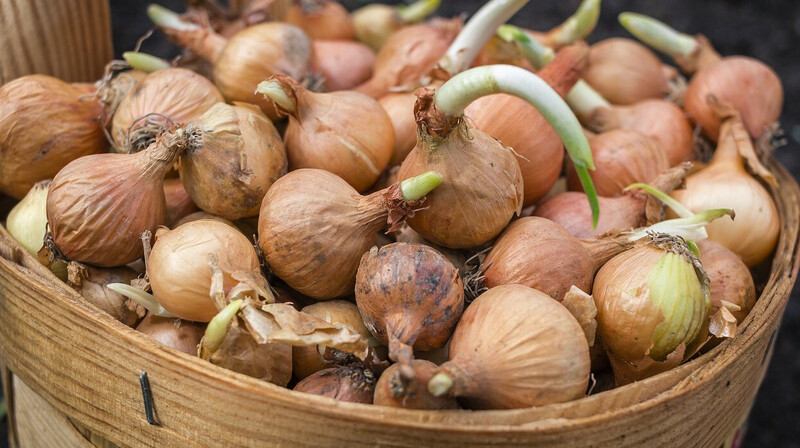 Информацию о пропаже урожая лука прокомментировали в минсельхозе