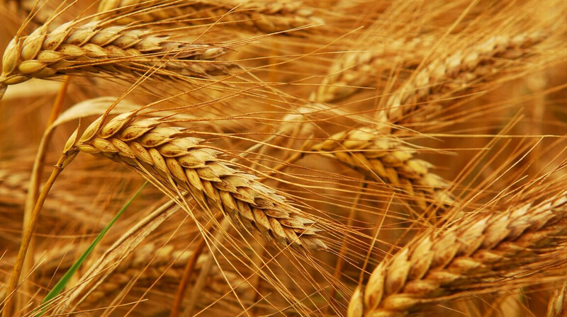 Минсельхоз ограничит ввоз пшеницы на полгода