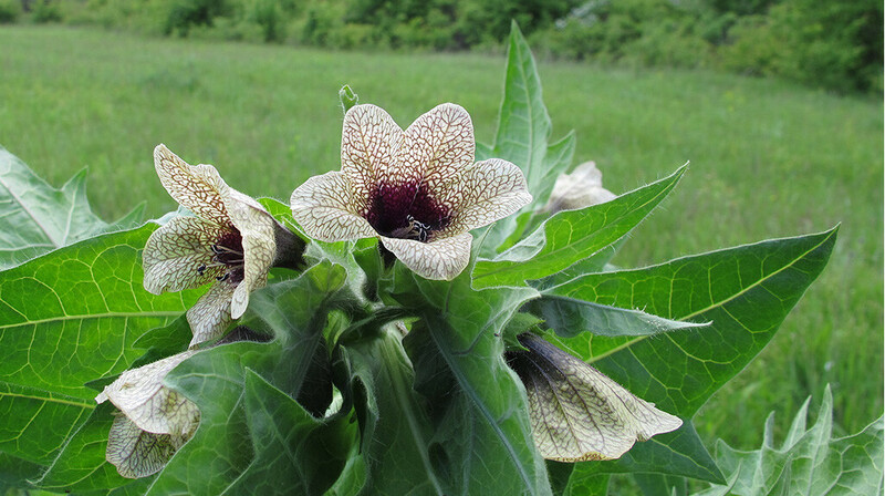 Минсельхоз предотвратил ввоз опасных растений в Астану