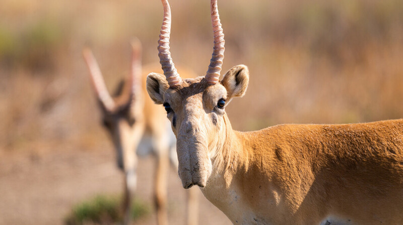 Отстрел сайгаков: возможно ли введение любительской охоты?