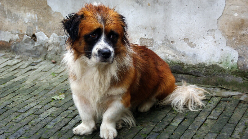 Павлодарские волонтёры ищут новых хозяев для спасённых собак