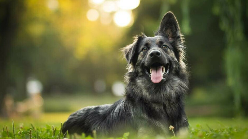 Жительница Актобе требует наказания за убийство ее собаки службой отлова