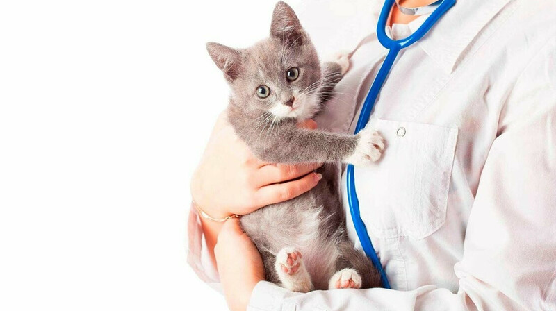 223 млн тенге задолжали по зарплате ветеринарам в Алматинской области