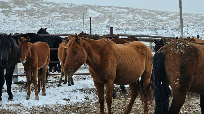 Сотни лошадей гибнут в области Улытау