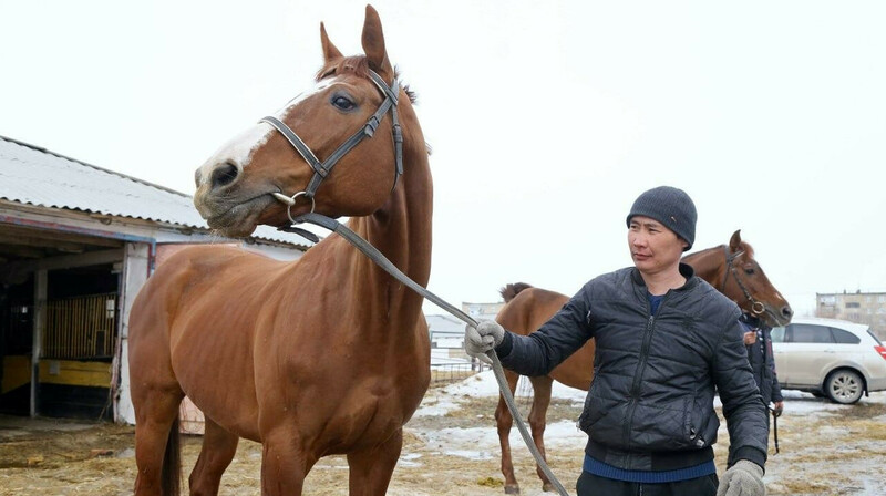 В Костанае конезавод пополнился жеребцами-чемпионами