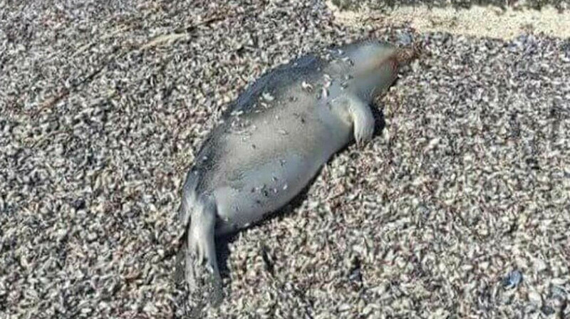 Причину смерти 40 тюленей в Мангистау выяснит комиссия