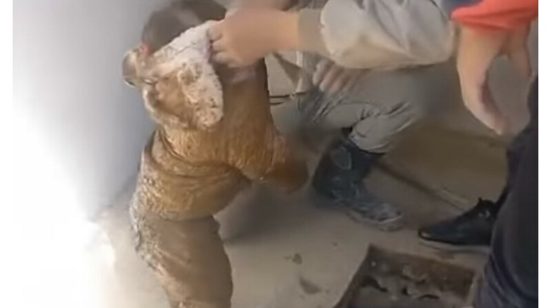 Двухлетняя девочка провалилась в уличный туалет в Мангистау