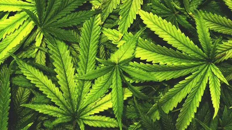 В Германии частично легализовали марихуану