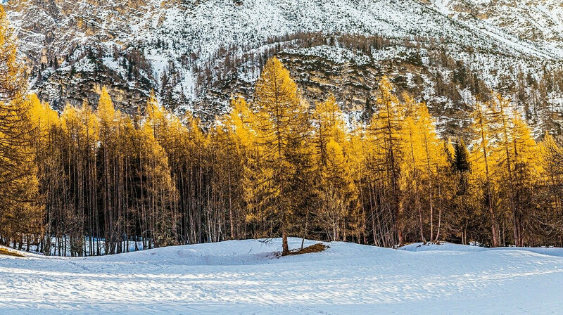 "Бипэк Авто Казахстан" лишилось лесных угодий в Восточном Казахстане